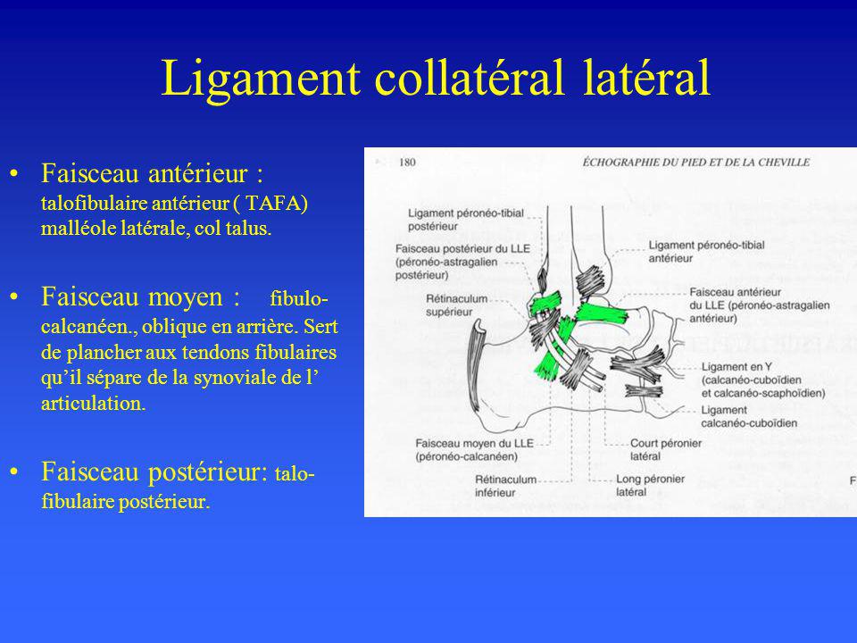 Radiographie standard de cheville Incidence de face ppt video